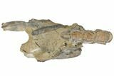 Fossil Mud Lobster (Thalassina) - Australia #109303-3
